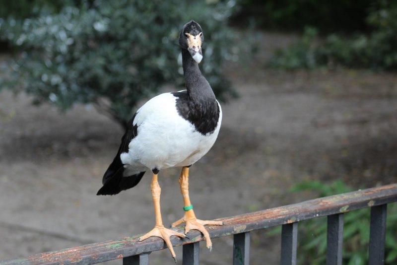Полулапчатые гуси Anseranatidae