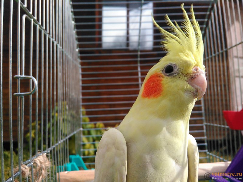 Hansa 6470 Cockatiel