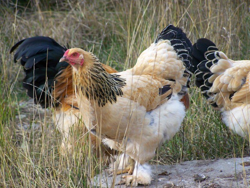 Куры породы Брама