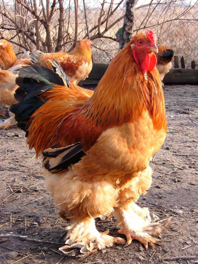 Куры породы Брама