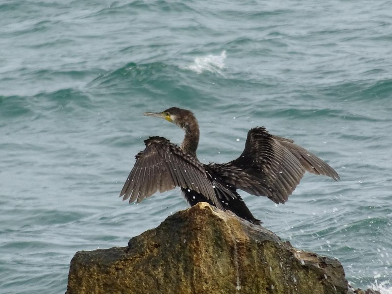 Baltic Birds