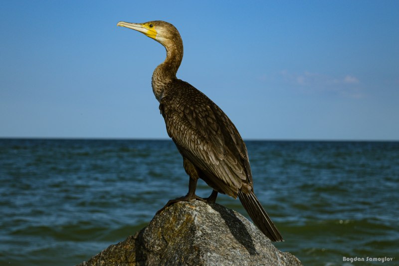 Баклан птица Азовское море