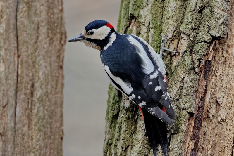 Ivory-billed Woodpecker