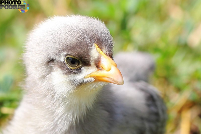 Herring Gull