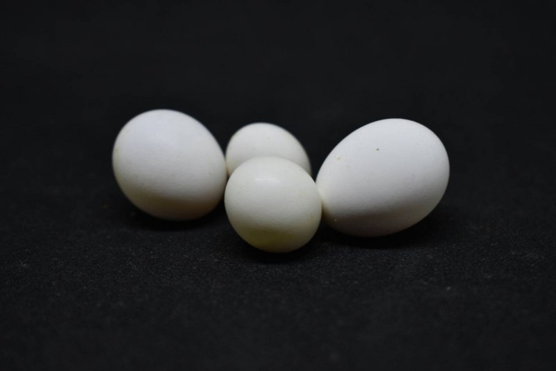 Parrot Egg
