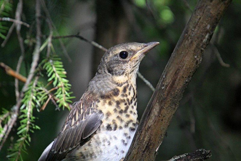 Turdus nigriceps — траурный Дрозд