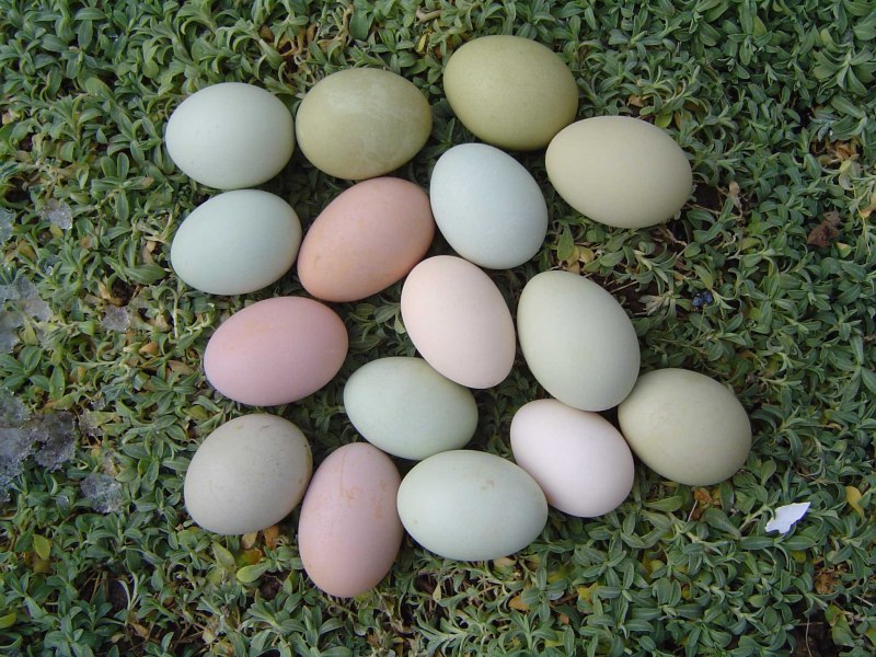 Порода кур несущие цветные яйца (40 фото)