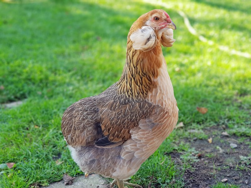 Куры породы араукан