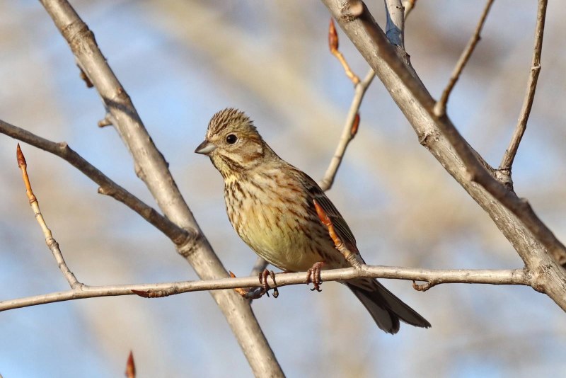 Камышовая овсянка - Emberiza schoeniclus