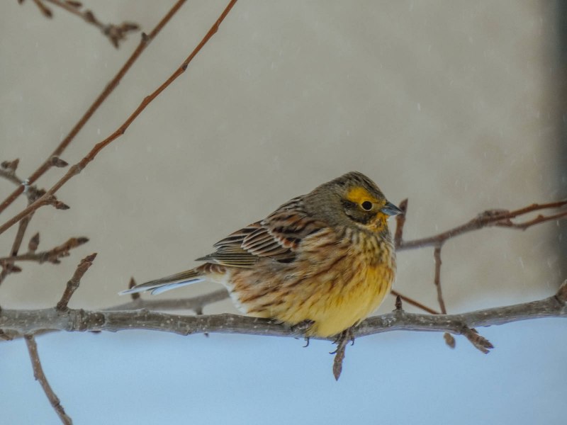 Emberiza citrinella