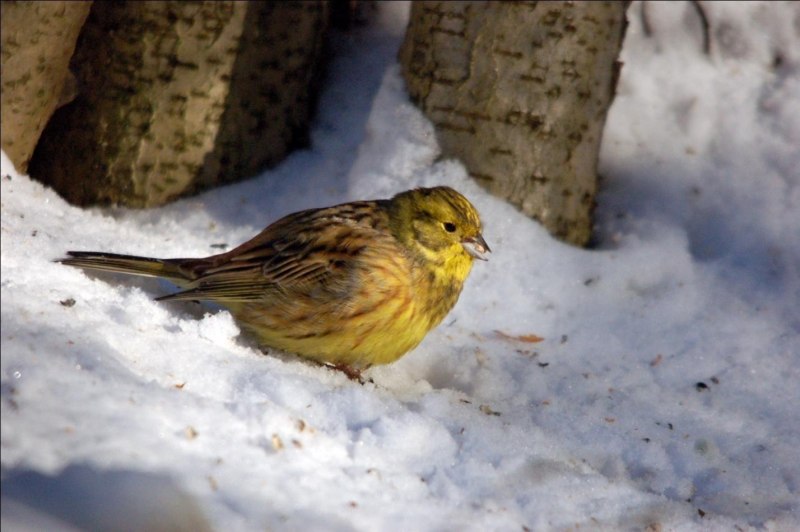 Овсянка обыкновенная (Emberiza citrinella)