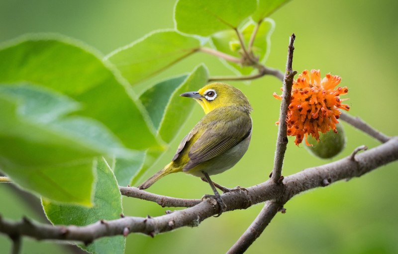 Японская белоглазка Zosterops japonicus