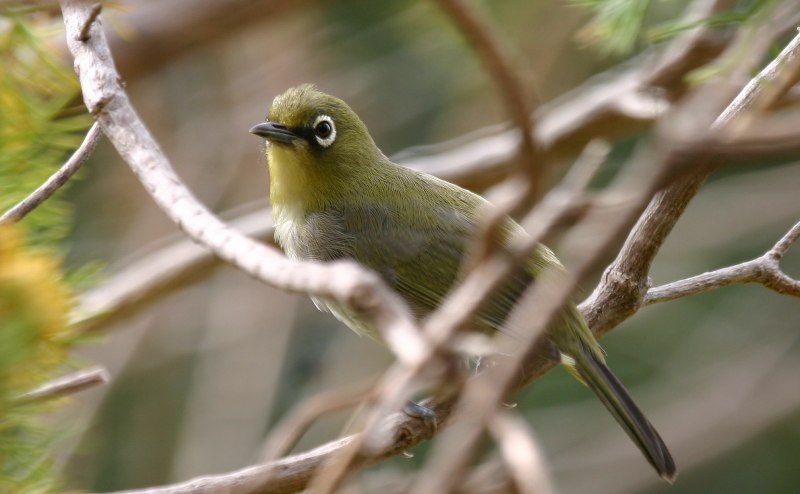 Птица Zosterops japonica