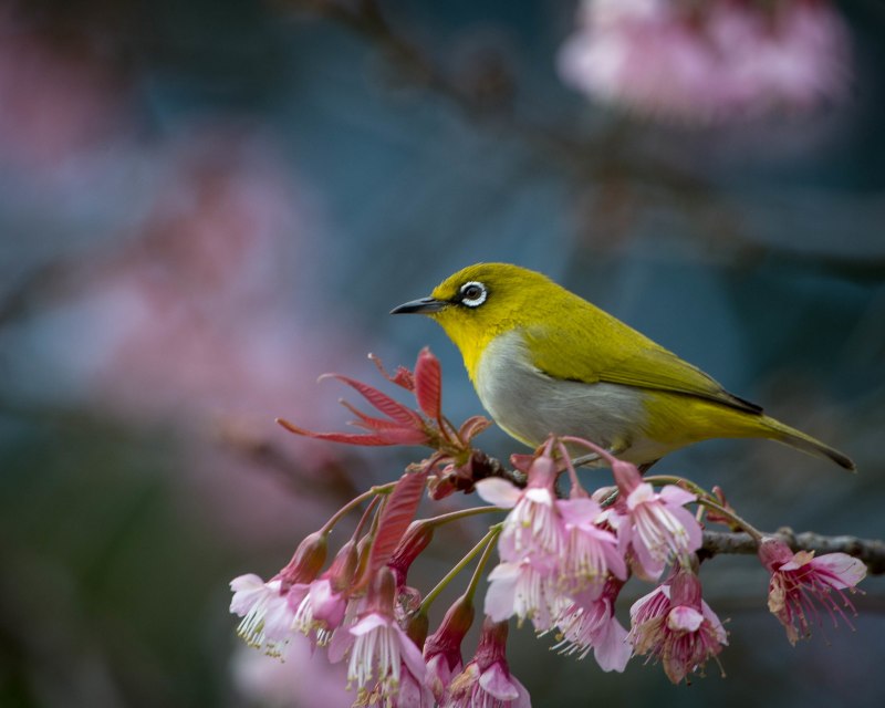 Черноголовая белоглазка (speirops melanocephala)