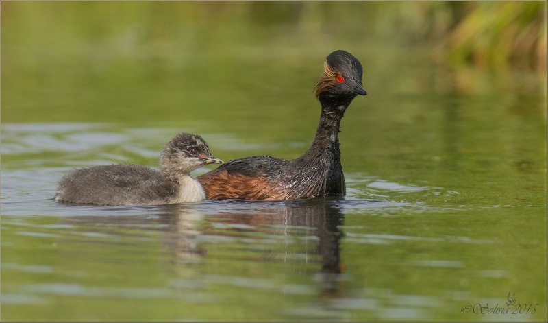 Водоплавающие животные реки прони