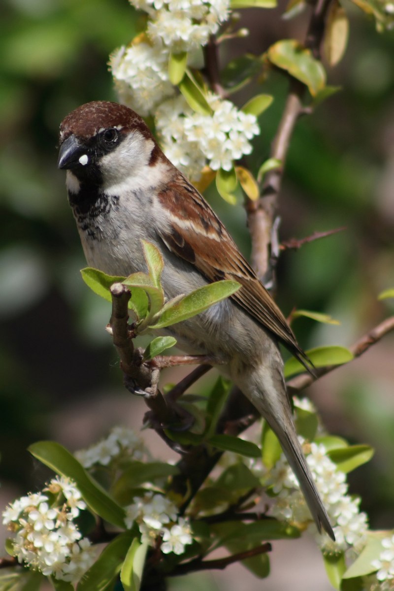 Воробей домовый – passer domesticus (l., 1758)