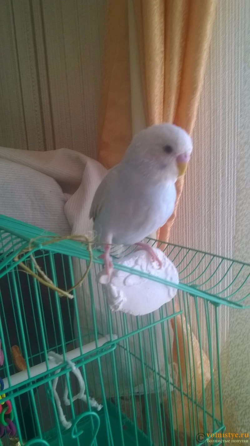 Перо неразлучника