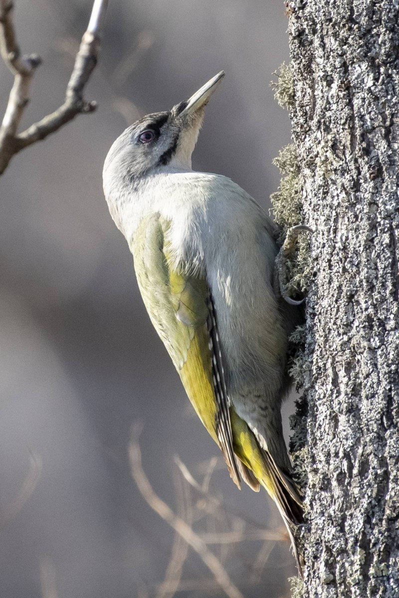 Picus canus
