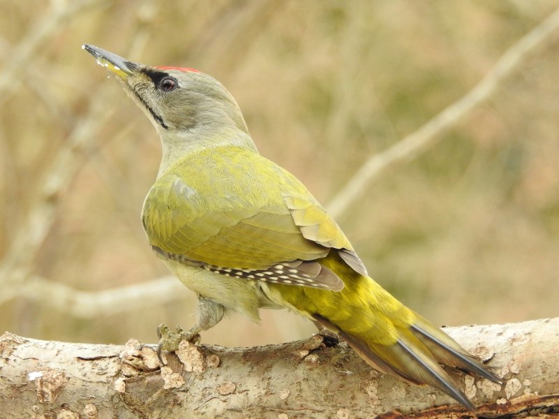 Седой дятел (Picus canus)