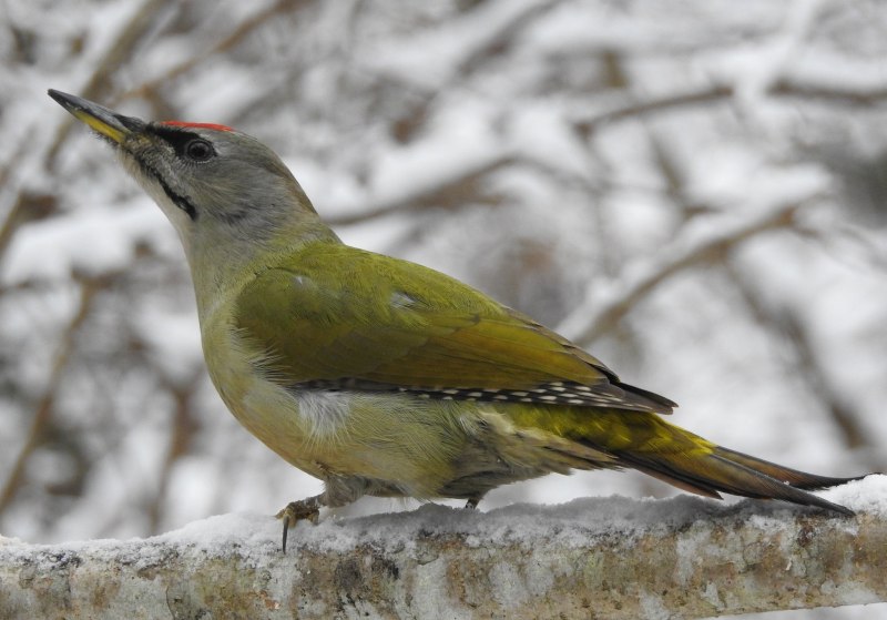 Picus canus
