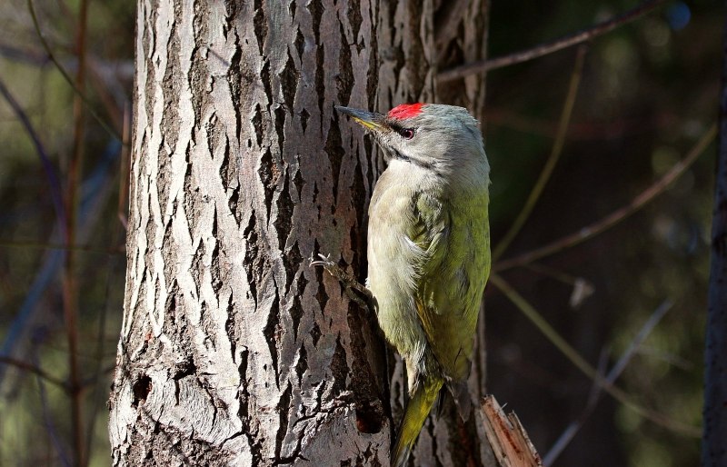 Седой дятел (Picus canus)