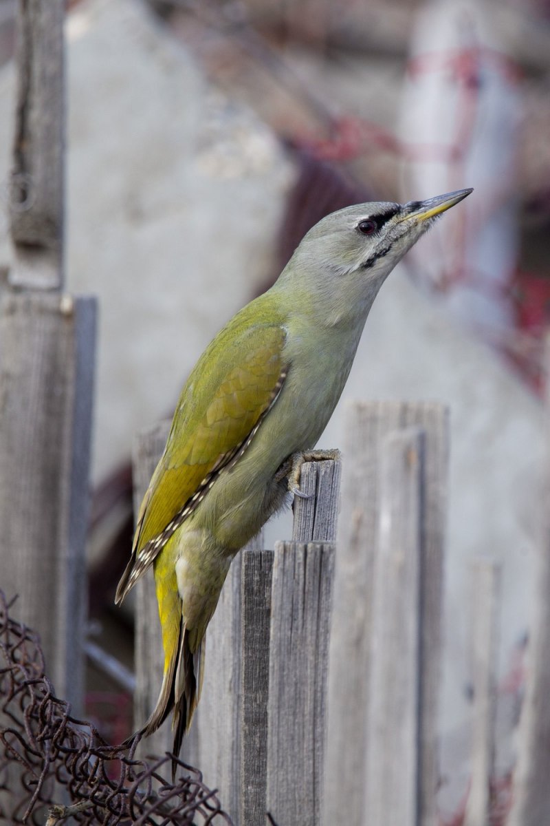 Седой дятел (Picus canus)