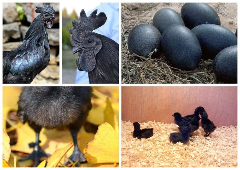 Яйца черных кур (38 фото)