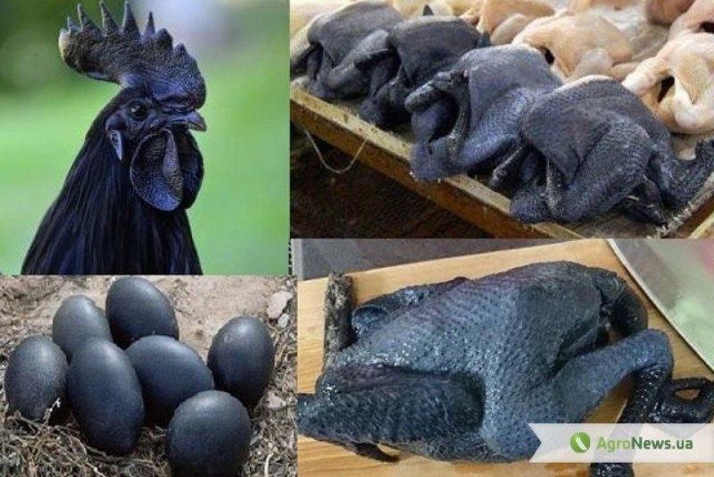 Аям Цемани куры