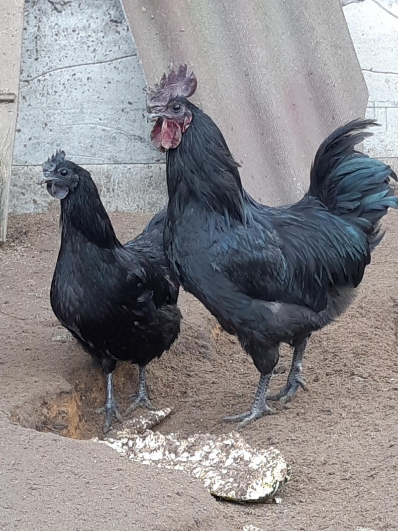 Куры Ухейилюй и Лакеданзи