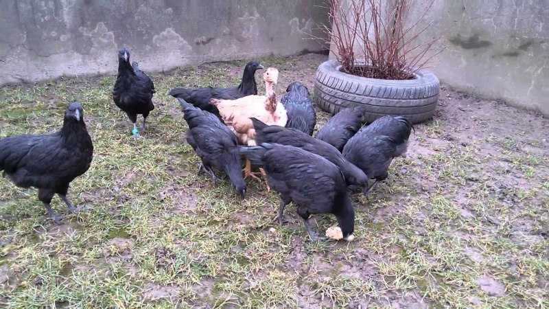 Домашний куры чёрный с яйцами