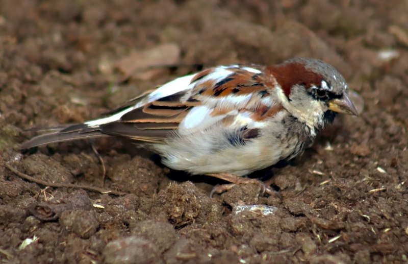 Домовый Воробей (passer domesticus)