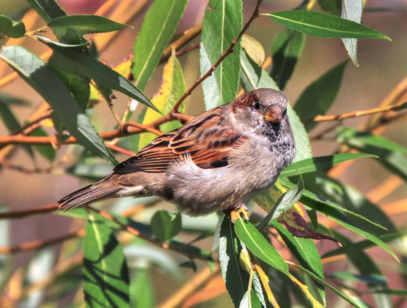 Вид Воробей полевой – passer montanus