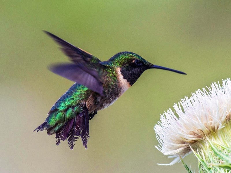 Семейство Колибри (trochilidae)