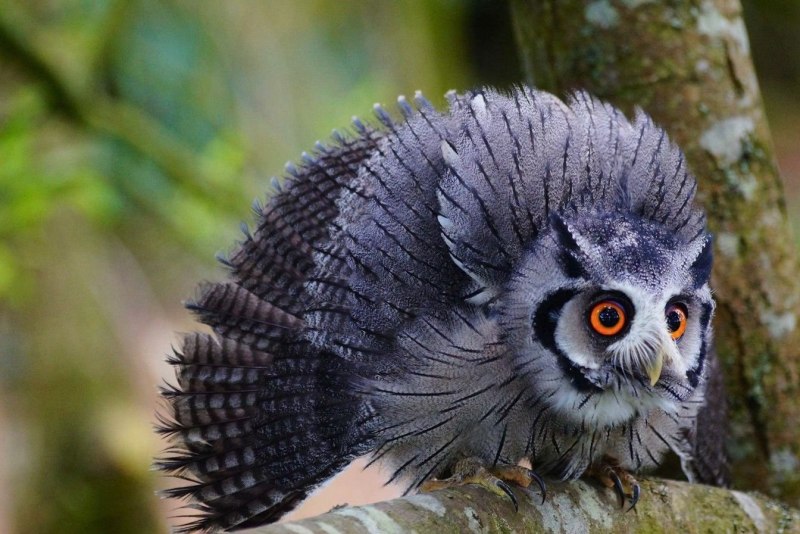 White faced SCOPS Owl