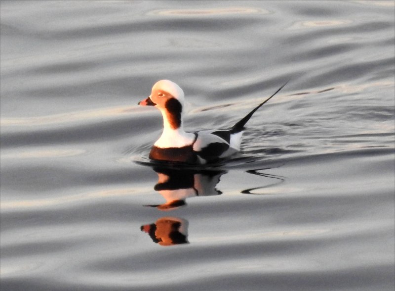 Clangula hyemalis