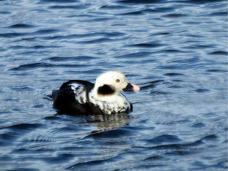 Морянка самец