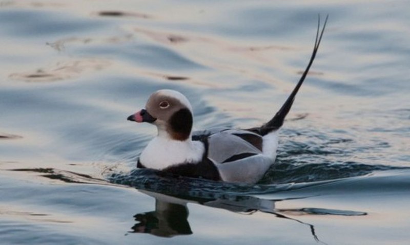 Clangula hyemalis