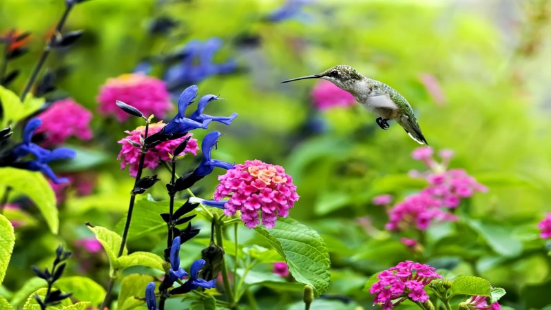 Природа цветы птицы