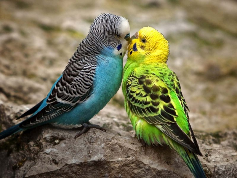Волнистый попугай Budgie