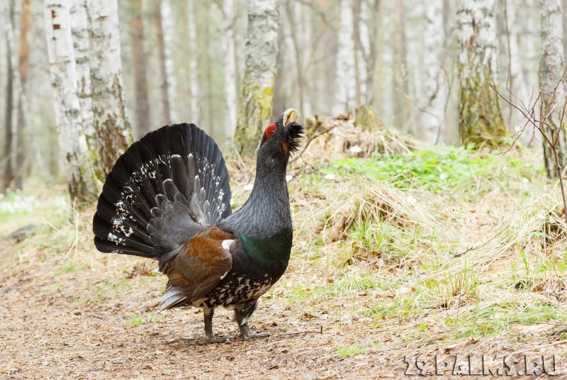 Capercaillie lek