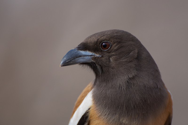Rufous Treepie