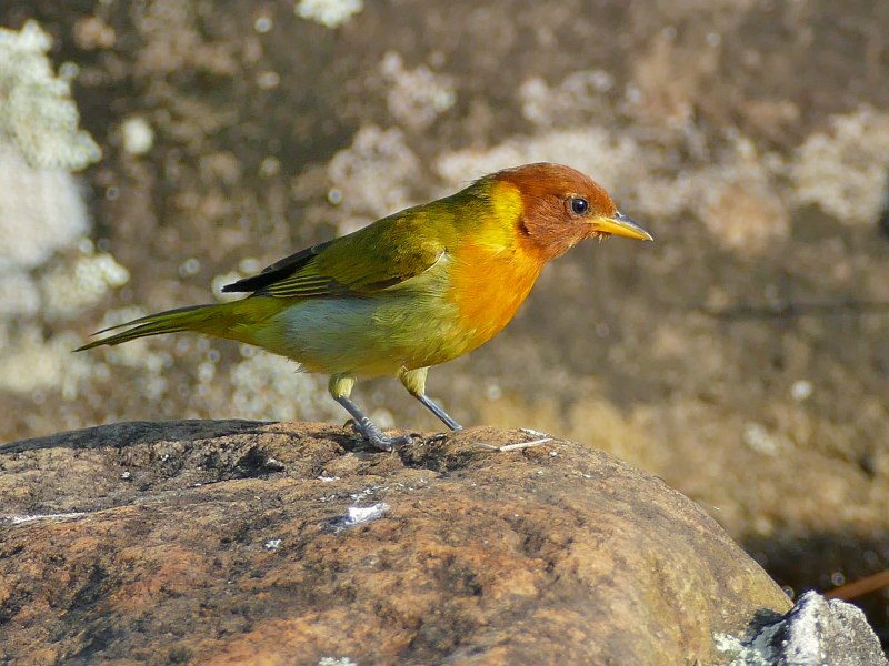 Славковые танагры (Hemithraupis)