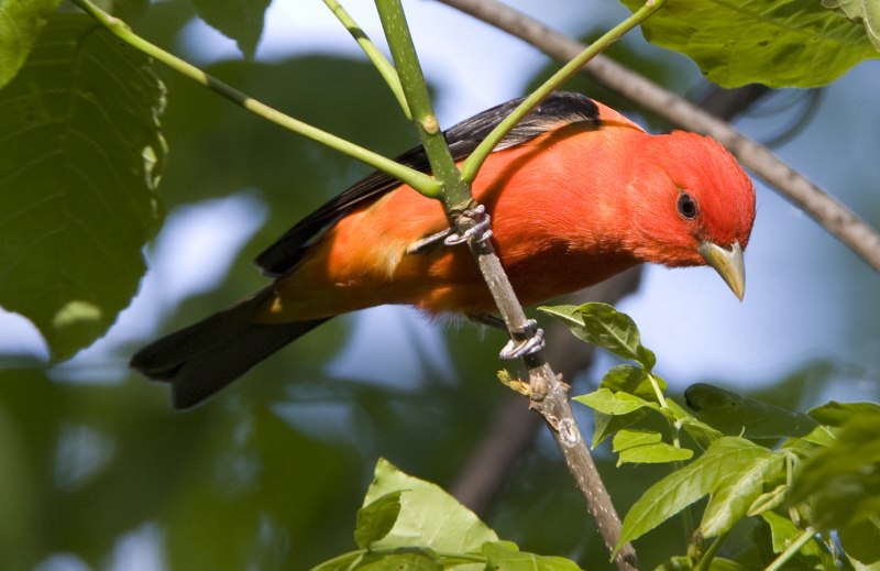 Western Tanager