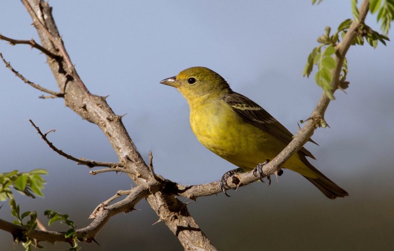 Славковые танагры (Hemithraupis)