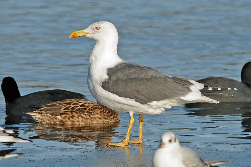 Клуша Larus fuscus