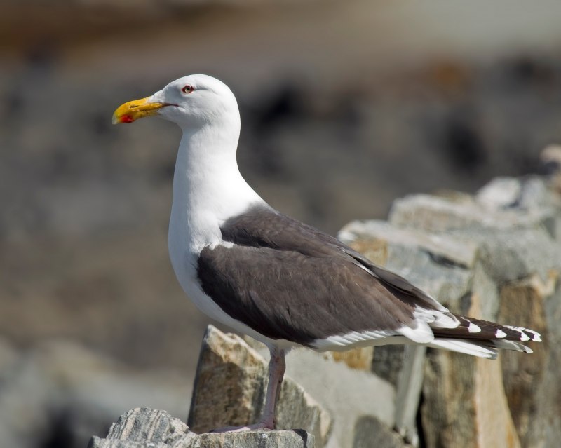 Клуша Larus fuscus