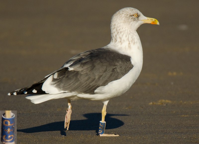 Фото Larus argentatus Armenian