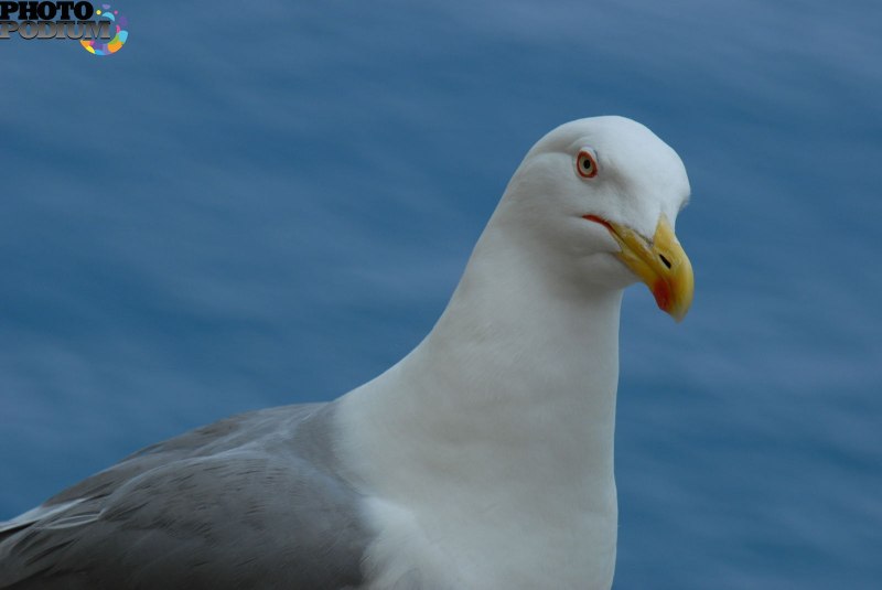 Серая морская Чайка
