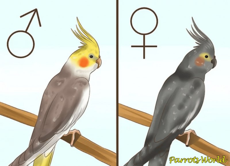 Птенец кореллы самец