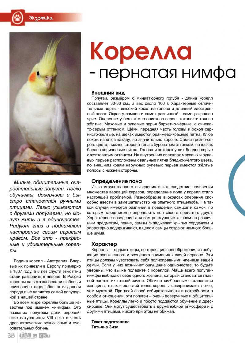 Беременный попугай корелла